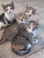 4 lieve kittens, Dieren en Toebehoren, Katten en Kittens | Raskatten | Korthaar, Meerdere dieren, 0 tot 2 jaar