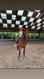 Enthousiaste ruiter zoekt bijrijd paard of pony!, Dieren en Toebehoren, Ophalen, Zo goed als nieuw