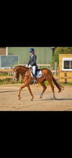 Braaf recreactiepaard, Merrie, B, 7 tot 10 jaar, 160 tot 165 cm
