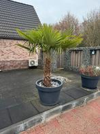Mooie palmboom in pot, Tuin en Terras, Planten | Bomen, Ophalen of Verzenden, 100 tot 250 cm, Zomer, Palmboom