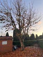 Gratis boom voor brandhout, Tuin en Terras, Bloeit niet, Overige soorten, 400 cm of meer, Ophalen
