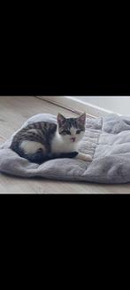 3 kittens beschikbaar, Dieren en Toebehoren, Katten en Kittens | Dekkaters