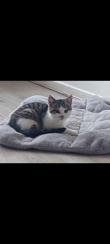 3 kittens beschikbaar, Dieren en Toebehoren, Katten en Kittens | Dekkaters