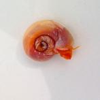 Gezocht (rode) posthoornslakken., Dieren en Toebehoren, Vis