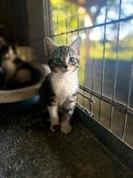 Lieve kittens van de boerderij