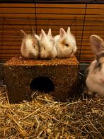3 super lieve teddy widder X leeuwenkop baby konijntjes, Meerdere dieren, Dwerg