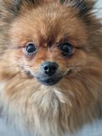 Pomeriaan teefje, Dieren en Toebehoren, Keeshond, CDV (hondenziekte), 1 tot 2 jaar, Teef