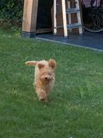 Dwergpoedel/toypoedel VERKOCHT., Dieren en Toebehoren, Honden | Chihuahua's en Gezelschapshonden, Poedel, 15 weken tot 1 jaar