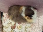 Cavia, Dieren en Toebehoren, Juli, Mannelijk, Cavia
