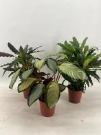 Leuke mooie Calathea mix 3 planten €10 luchtzuiverend, Ophalen, Overige soorten, Halfschaduw, Minder dan 100 cm