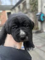 Prachtig Boulab pups unieke mix, Rabiës (hondsdolheid), 8 tot 15 weken, Groot, Meerdere