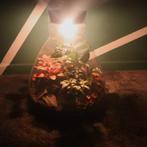 Ecosysteem/planten terrarium/flessentuin met lamp, Ophalen, Overige soorten, Halfschaduw, In pot