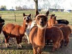 alpaca wol te koop (alpacawol), Hobby en Vrije tijd, Spinnewielen en Spinnen, Ophalen, Nieuw, Spinwol