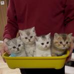 Britse korthaar kittens, Dieren en Toebehoren, Meerdere dieren, Ontwormd, 0 tot 2 jaar