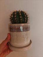 Cactus met pot, Tuin en Terras, Bloempotten, Ophalen, Rond, Zo goed als nieuw, Aardewerk
