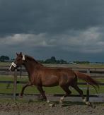 Drachtige top fokmerrie V.Briar, Dieren en Toebehoren, Paarden, Merrie