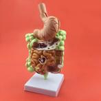 Spijsvertering Menselijk Anatomie Model School Medisch Darm, Diversen, Schoolbenodigdheden, Verzenden, Nieuw