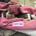 Beaglepups met stamboom, Dieren en Toebehoren, Honden | Beagles, Bassets en Lopende honden, Beagle, CDV (hondenziekte), 8 tot 15 weken