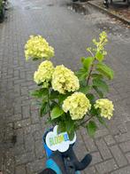 Hortensia Noblis - Prachtige Hydrangea!, Vaste plant, Halfschaduw, Zomer, Ophalen