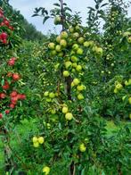 Appelbomen, Tuin en Terras, Ophalen