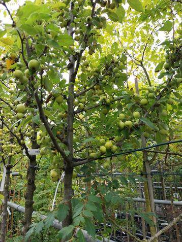 Malus Red Sentinel Sierappelboom beschikbaar voor biedingen