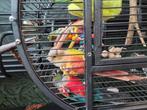 Koppel pyrrhura, Dieren en Toebehoren, Vogels | Parkieten en Papegaaien