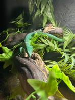 Gastropholis prasina koppel of trio mogelijk, Dieren en Toebehoren, Hagedis, Tam, 0 tot 2 jaar