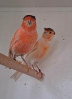 Harlekijn mannen, Dieren en Toebehoren, Vogels | Kanaries, Mannelijk