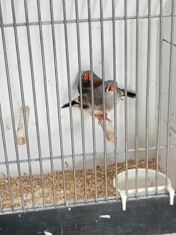Split charcoal zebravinken  beschikbaar voor biedingen