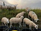 Stamboek swifter dekrammen (on-) gekeurd, Dieren en Toebehoren, Schapen, Geiten en Varkens, Mannelijk, Schaap, 0 tot 2 jaar