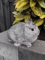 Mooie kleurdwerg chinchilla voedster, Dieren en Toebehoren, Konijnen