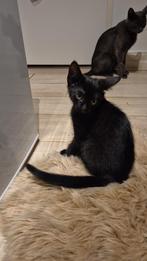 1 kitten  meisje, Dieren en Toebehoren, Katten en Kittens | Overige Katten, Poes, Kortharig