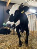 Mini koeien, Dieren en Toebehoren, Meerdere dieren