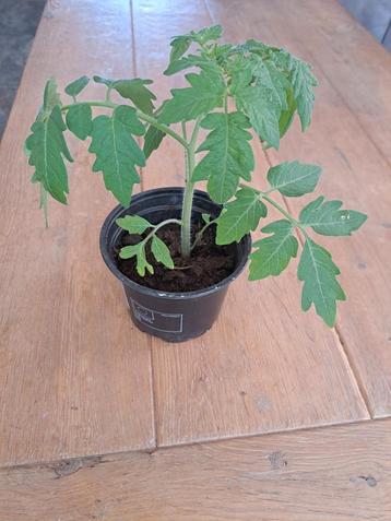 Tomaten plantjes stekken groente tuin moestuin beschikbaar voor biedingen