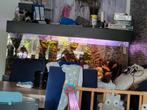 Tekoop aquariums kweekstelling en vissen, Dieren en Toebehoren, Ophalen, Gevuld zoetwateraquarium