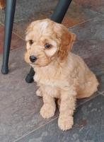 cockapoo pups, Overige rassen, 8 tot 15 weken, Meerdere, Meerdere dieren