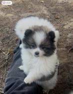 Prachtige mini pomeriaan pups ( bear face ), Dieren en Toebehoren, Honden | Poolhonden, Keeshonden en Oertypen, België, Particulier