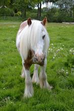 Lieve kinder ruin (tinker x), Dieren en Toebehoren, Ruin, Recreatiepaard