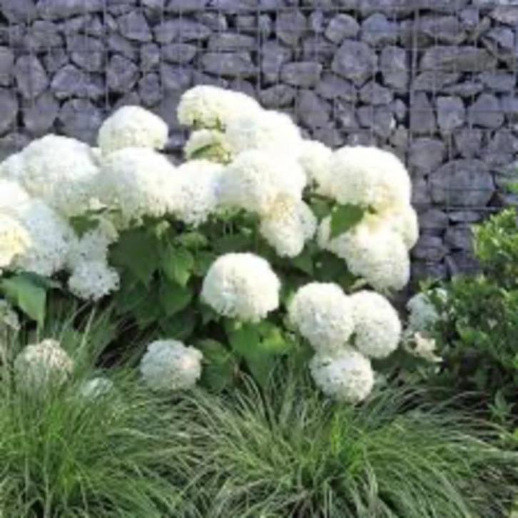 Hydrangea ''Annabelle'', Tuin en Terras, Planten | Tuinplanten, Vaste plant, Overige soorten, Halfschaduw, Zomer, Ophalen of Verzenden
