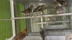 Kanaries 2024/2025 Kanarie Vogels, Dieren en Toebehoren, Meerdere dieren, Kleurkanarie