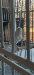 Kenarie pop, Dieren en Toebehoren, Vogels | Kanaries, Vrouwelijk, Kleurkanarie