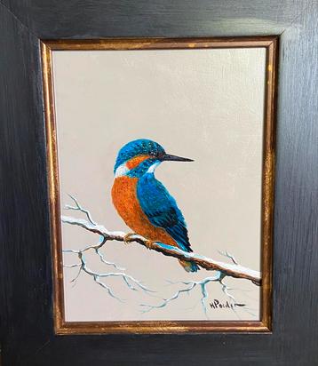 Ijsvogel beschikbaar voor biedingen