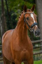 3,5 jarige Monte Carlo., Dieren en Toebehoren, Paarden, Gechipt, Dressuurpaard, 3 tot 6 jaar, Onbeleerd