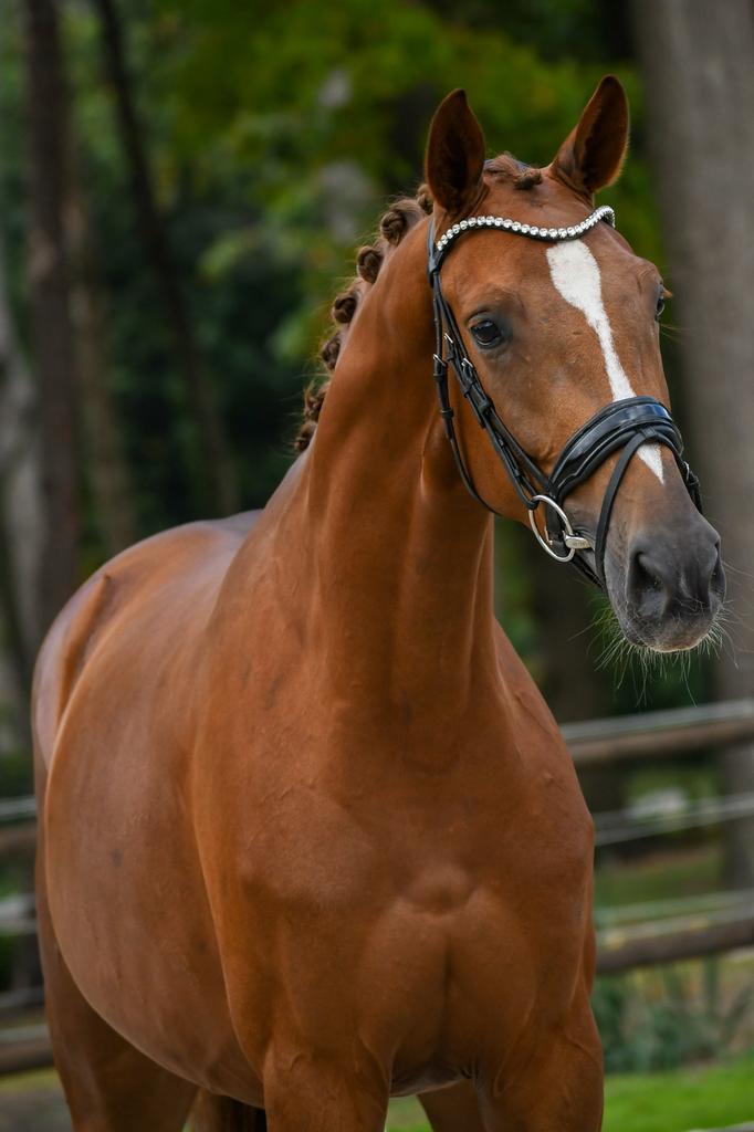 3,5 jarige Monte Carlo., Dieren en Toebehoren, Paarden, Meerdere dieren, Onbeleerd, 165 tot 170 cm, 3 tot 6 jaar, Dressuurpaard