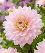 Dahlia knollen, Tuin en Terras, Bloembollen en Zaden, Ophalen of Verzenden, Voorjaar, Volle zon, Knol