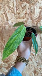 Philodendron Painted Lady, Ophalen of Verzenden, Halfschaduw, Minder dan 100 cm