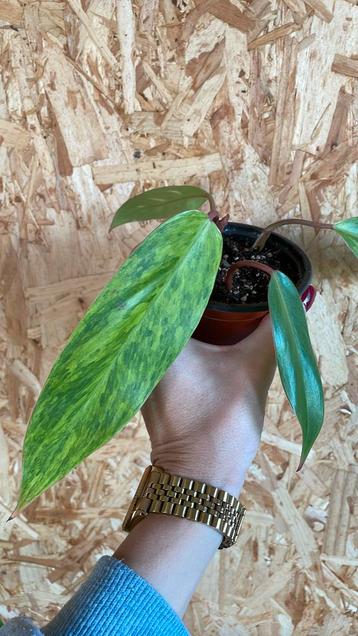 Philodendron Painted Lady beschikbaar voor biedingen