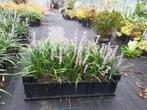 liriope muscari moneymaker, Tuin en Terras, Planten | Tuinplanten, Ophalen, Zomer, Siergrassen, Volle zon