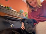 jack, Dieren en Toebehoren, Honden | Niet-rashonden, Rabiës (hondsdolheid), 15 weken tot 1 jaar, Buitenland, Eén hond