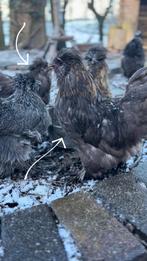Zijdehoen Hanen (3 hanen in totaal), Dieren en Toebehoren, Mannelijk, Kip
